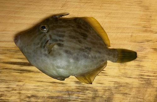 カワハギの釣果