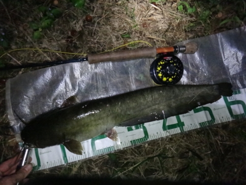 マナマズの釣果