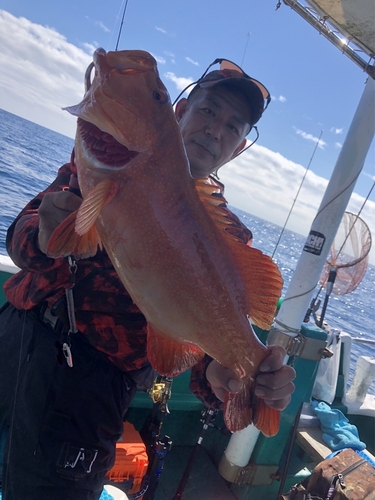 スジアラの釣果