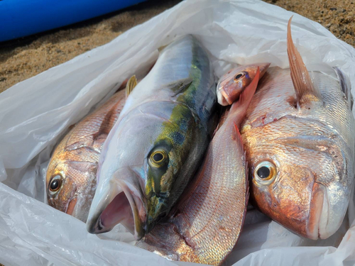 ハマチの釣果