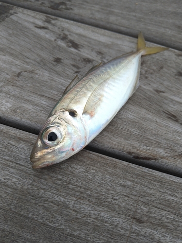 マアジの釣果