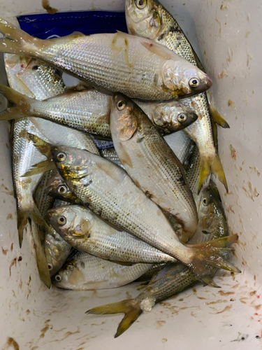 コノシロの釣果