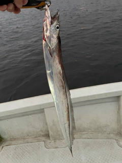 タチウオの釣果