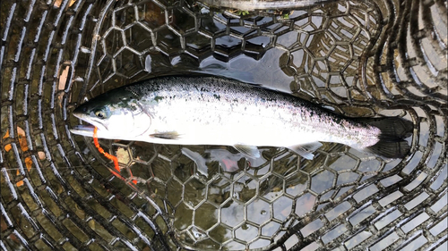 ニジマスの釣果