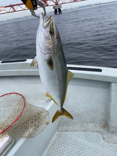 イナダの釣果