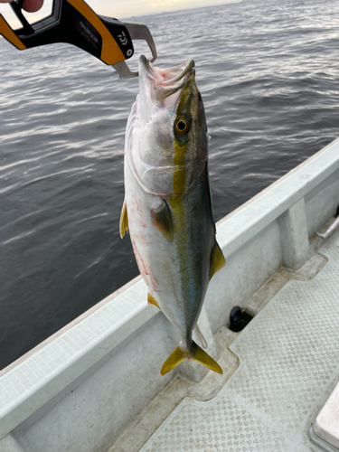 イナダの釣果