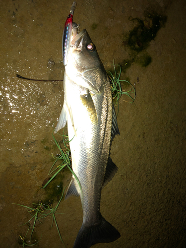 シーバスの釣果