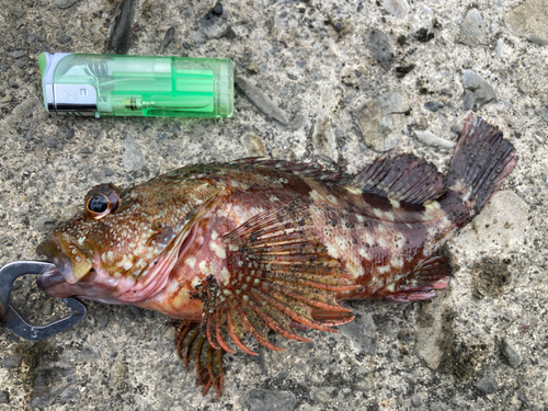 カサゴの釣果