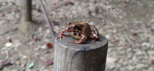 モツゴの釣果