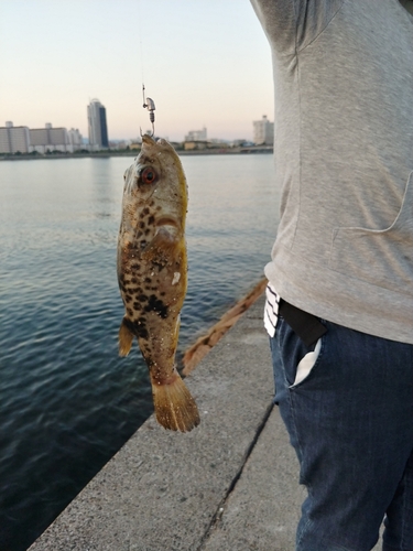 フグの釣果