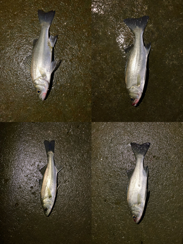 シーバスの釣果