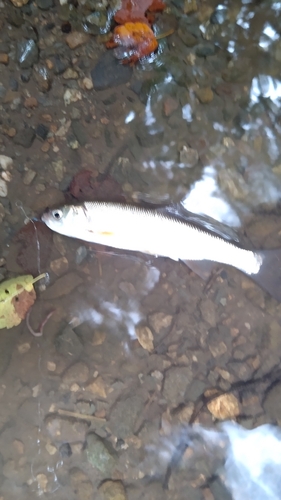 ウグイの釣果