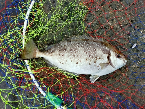 アイゴの釣果