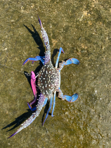 タイワンガザミの釣果