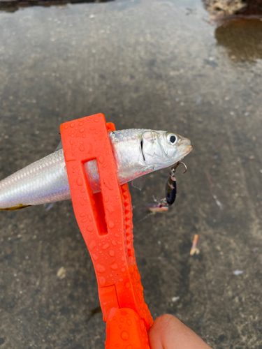 コノシロの釣果