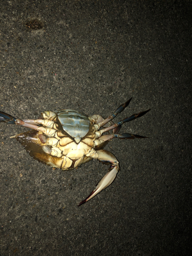 カニの釣果