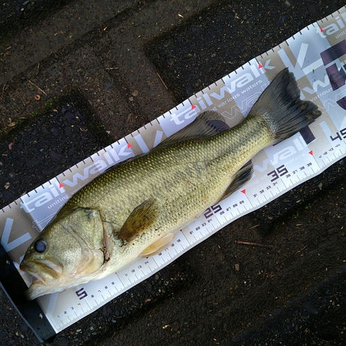 ブラックバスの釣果