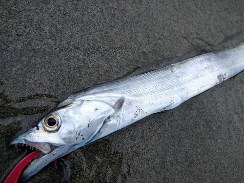 タチウオの釣果