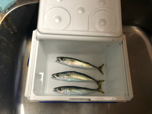 サバの釣果