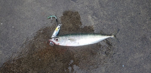 マサバの釣果