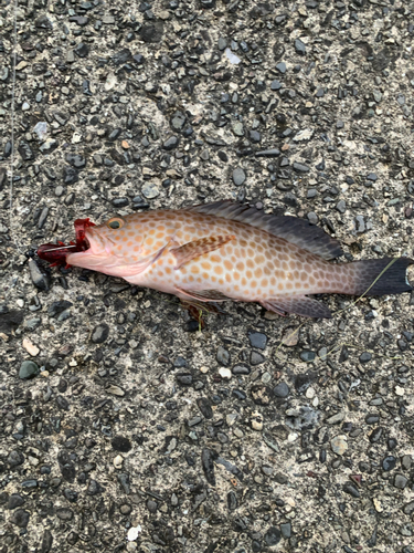 オオモンハタの釣果