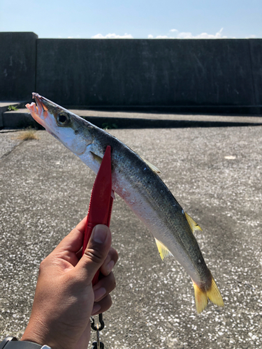 カマスの釣果