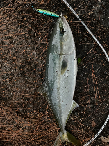 イナダの釣果