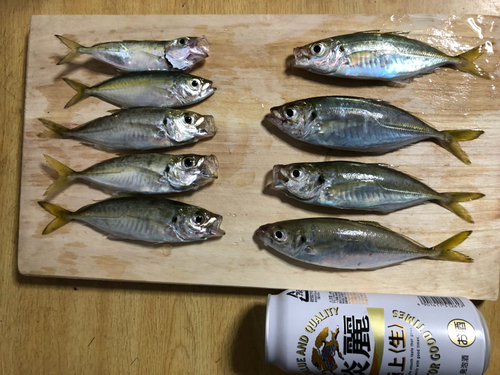 アジの釣果