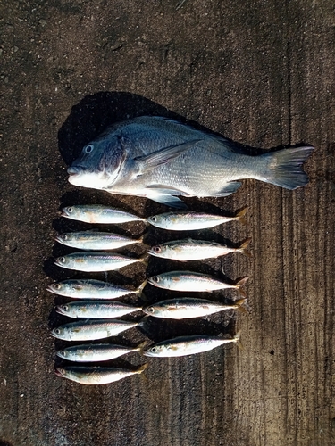 チヌの釣果