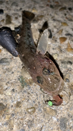 ハゼの釣果