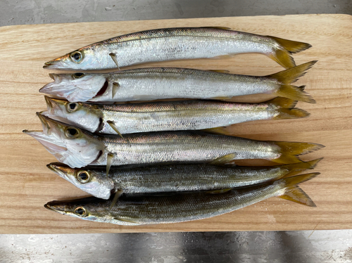 カマスの釣果