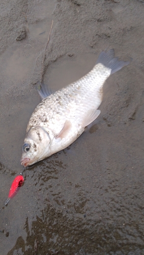 マブナの釣果