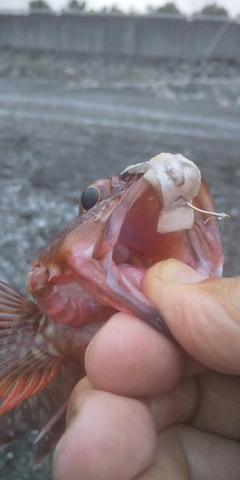 カサゴの釣果