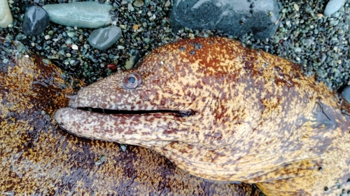 ウツボの釣果