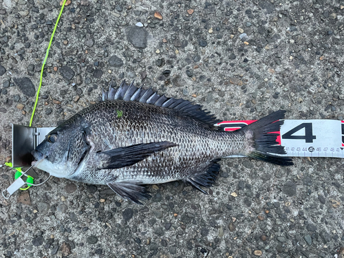 クロダイの釣果