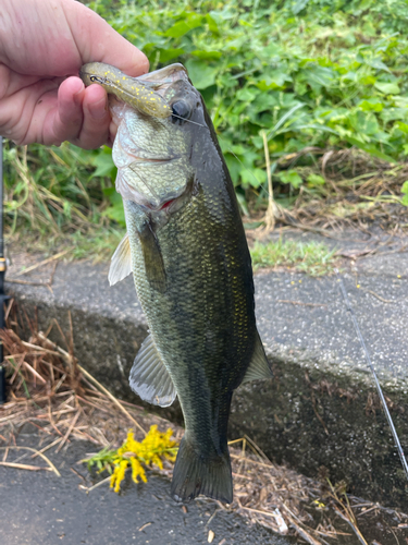 ラージマウスバスの釣果