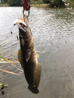 ライギョの釣果