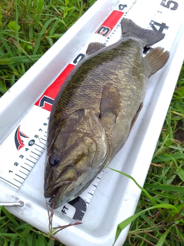 スモールマウスバスの釣果