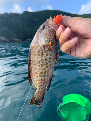 オオモンハタの釣果