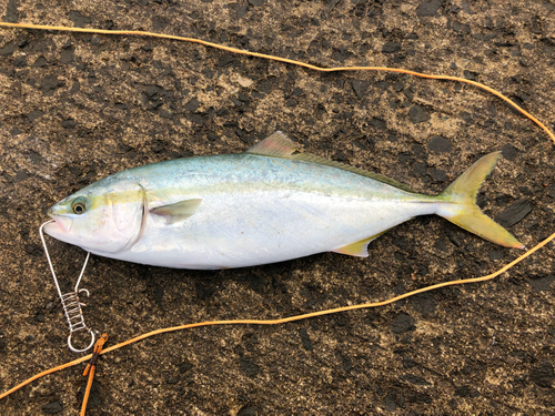 イナダの釣果