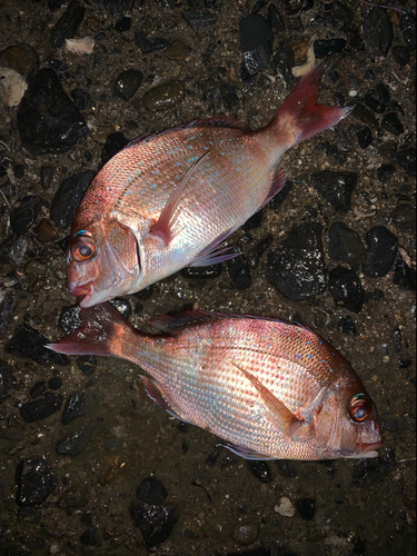 マダイの釣果