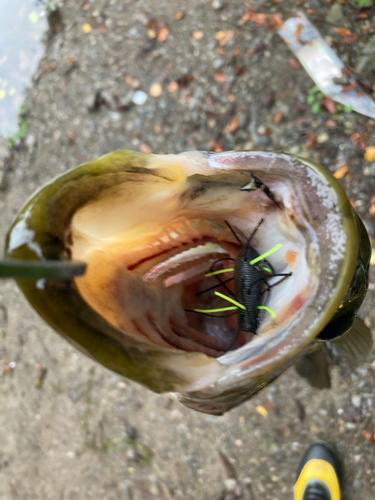 ブラックバスの釣果