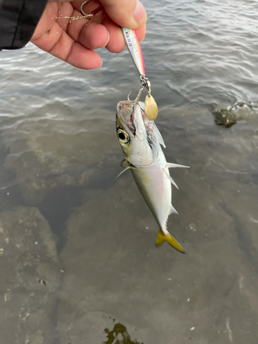 サバの釣果