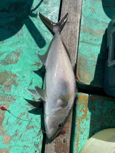 ヒレナガカンパチの釣果