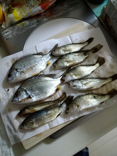 イシモチの釣果