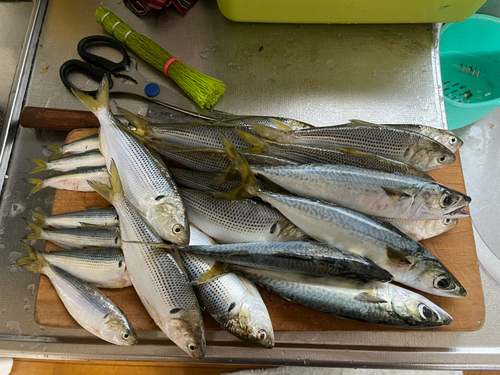 サバの釣果