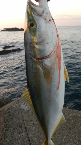 ツバスの釣果