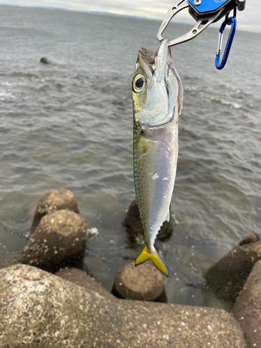 サバの釣果