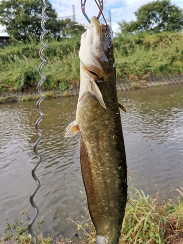 マナマズの釣果