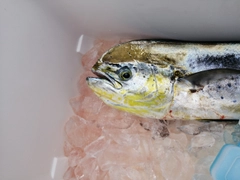 シイラの釣果